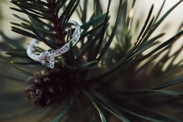Tiro de close-up seletivo de um anel de noivado em um ramo de abeto com um fundo borrado — Fotografia de Stock
