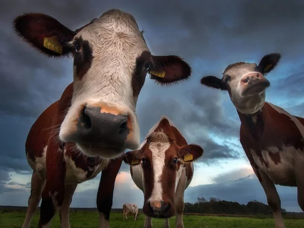 Disparo de ángulo bajo de tres vacas en el pasto con el fondo del cielo nublado —  Fotos de Stock