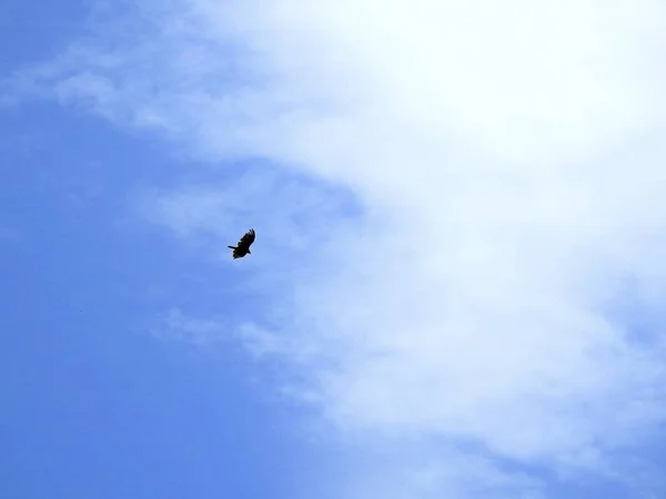 Colpo basso di un uccello volante in una giornata di sole sotto il cielo nuvoloso — Foto Stock