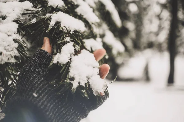 Primer plano selectivo de una persona con guantes negros sosteniendo una rama de pino cubierta de nieve — Foto de Stock