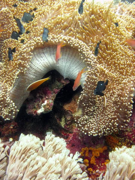 Вертикальне крупним планом красивий жовтий корал з чорно-червоною рибою, що плаває поруч — стокове фото