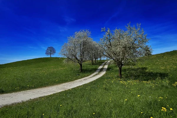 Széles kép egy ösvényről a virágzó fák között a fű mezején, a lélegzetelállító kék ég alatt. — Stock Fotó