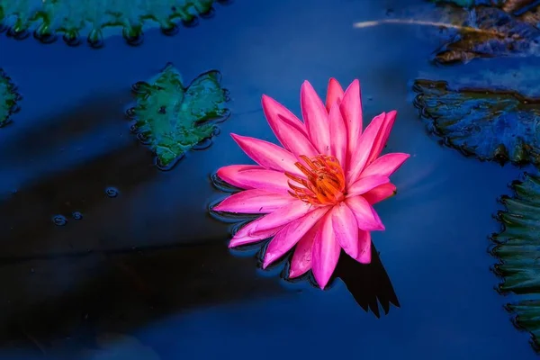 낮에 물에서 분홍색 연꽃의 높은 각도 촬영 — 스톡 사진