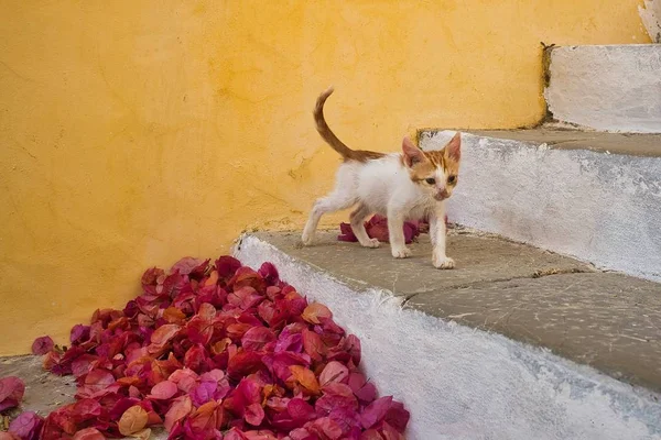 Lindo gato blanco y marrón en las escaleras cerca de la pared amarilla y hojas rosadas en Symi, Grecia — Foto de Stock