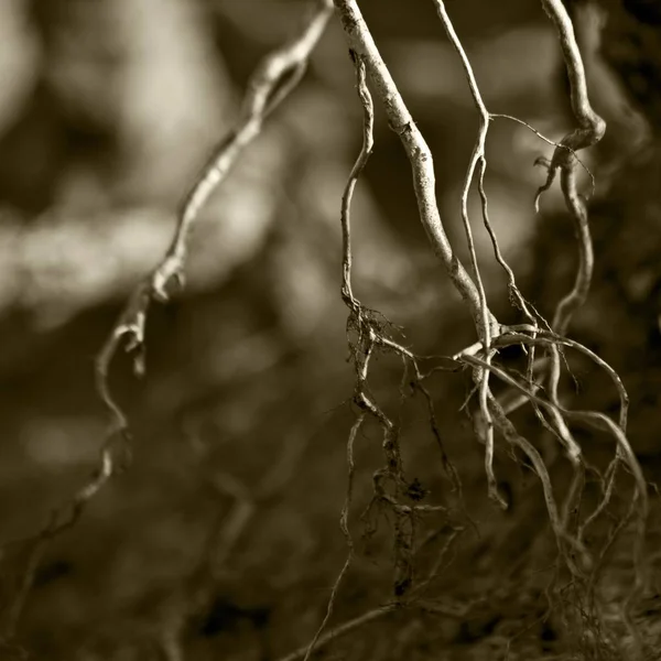 Detailní záběr kořenů s rozmazaným pozadím — Stock fotografie