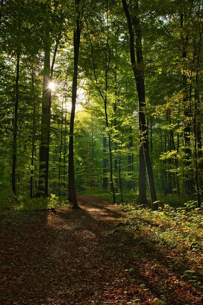 Piękne krajobrazy wysokich zielonych drzew w lesie z promieniami słońca w ciągu dnia w Brukseli — Zdjęcie stockowe
