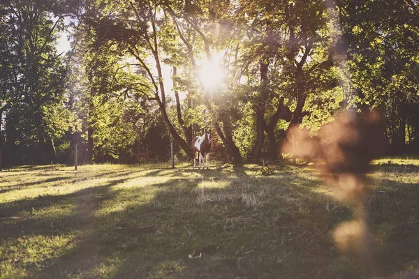 Güneşli bir günde çim tarlasında ağaçlı kahverengi ve beyaz bir atın güzel geniş bir görüntüsü. — Stok fotoğraf
