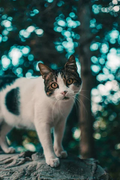 Tiro seletivo vertical de um gato marrom e branco no fundo embaçado das árvores — Fotografia de Stock