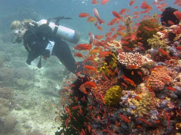 Mergulhador que usa roupa de mergulho e equipamento nadando perto de uma escola de peixes vermelhos entre recifes de coral — Fotografia de Stock