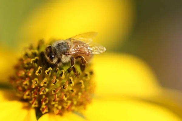 Közelkép egy méhről egy sárga virágon, homályos háttérrel — Stock Fotó