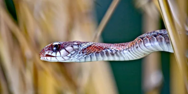 Közelkép egy vörös kígyóról, homályos háttérrel Balin. — Stock Fotó