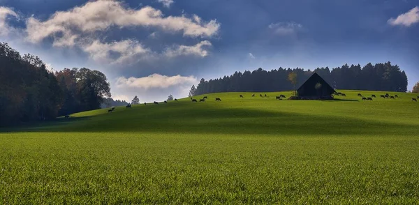 Colpo largo di un campo erboso con un edificio vicino a vacche nella distanza sotto un cielo azzurro — Foto Stock