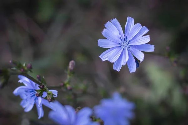 Tiro de close-up seletivo de uma flor Scilla de pétalas roxas com um fundo desfocado — Fotografia de Stock