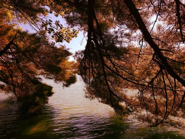 Horisontell Bild Den Vackra Med Lutande Träd Hösten Dagtid — Stockfoto