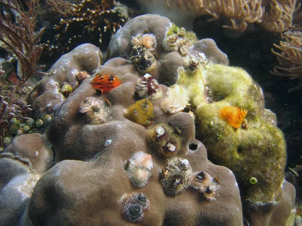 Деревні Корали Скелі Теплому Тропічному Морі — стокове фото