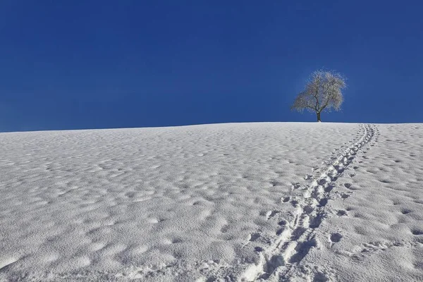 Geïsoleerde boom bedekt met sneeuw in een besneeuwd gebied met voetafdrukken onder prachtige blauwe lucht in de winter — Stockfoto