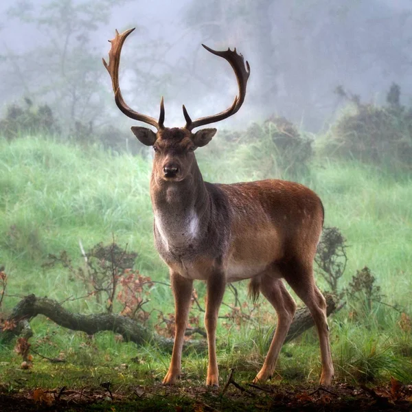 Selektywne ujęcie uroczego jelenia z długimi rogami w lesie na tle mgły — Zdjęcie stockowe