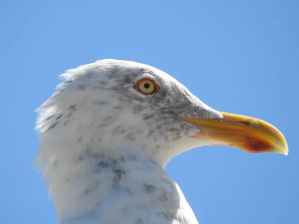 Närbild skott av en vit mås under den vackra blå himlen — Stockfoto