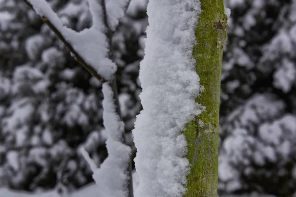 Close-up opname van sneeuw op een boom met een wazige achtergrond — Stockfoto