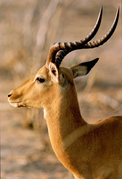 Selektiv närbild bild av en söt hjort med långa horn på en suddig bakgrund i Botswana, Afrika — Stockfoto