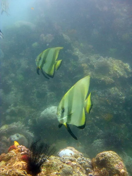 緑と黄色のサンゴ礁の魚の垂直閉鎖ショット — ストック写真