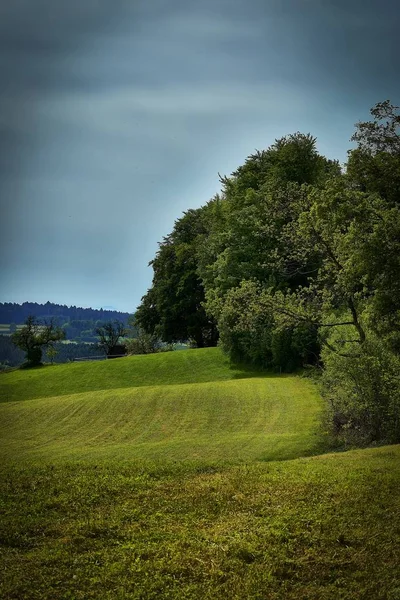 Svislý záběr travnatého pole se stromy pod modrou oblohou — Stock fotografie