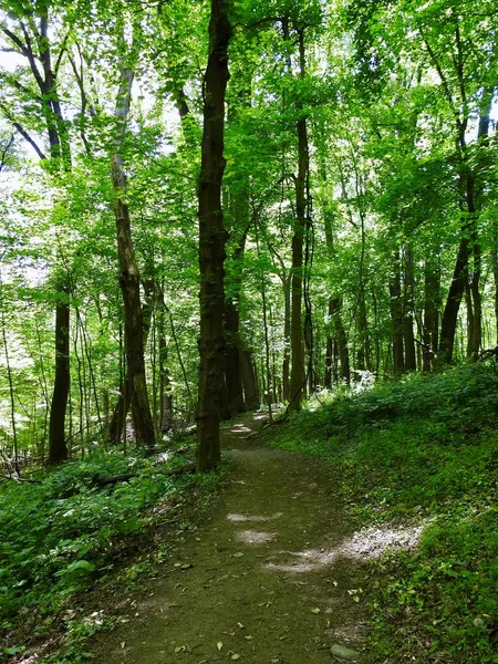Függőleges lövés egy ösvény a fa erdőben nappal — Stock Fotó
