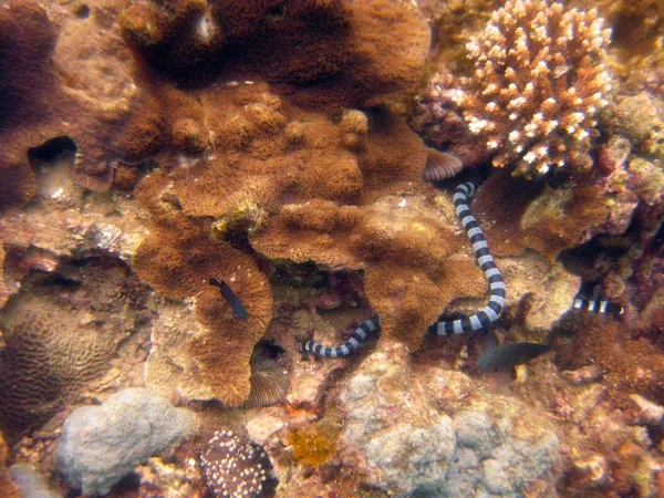 Szeroki wybiórczy ujęcie banded morski krait wśród koralowy rafa — Zdjęcie stockowe