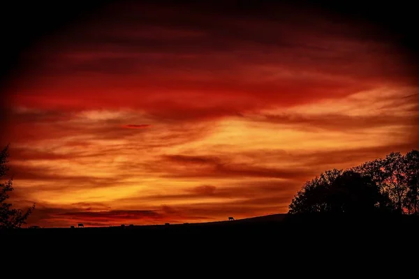 Silhouette di alberi e animali su una collina con un cielo rosso sullo sfondo — Foto Stock