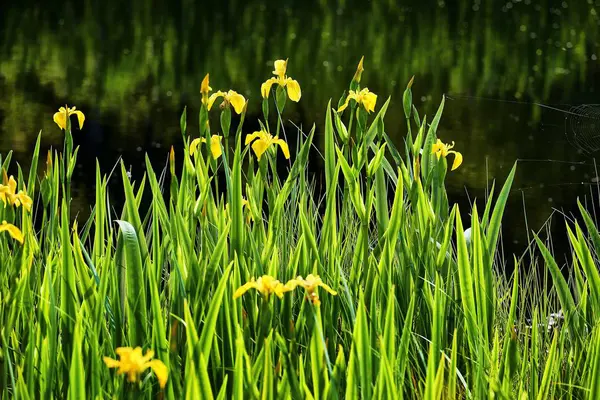 晴れた日に緑色の葉を持つ黄色の花弁の花の閉鎖ショット — ストック写真