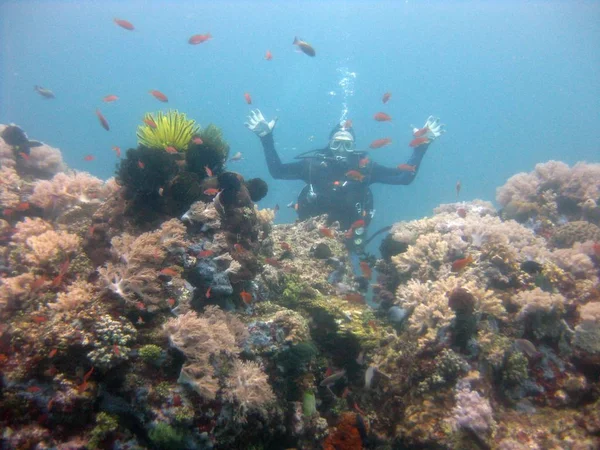 Ampla foto de um mergulhador vestindo terno de mergulho e equipamentos nadando perto de peixes em recifes de coral — Fotografia de Stock