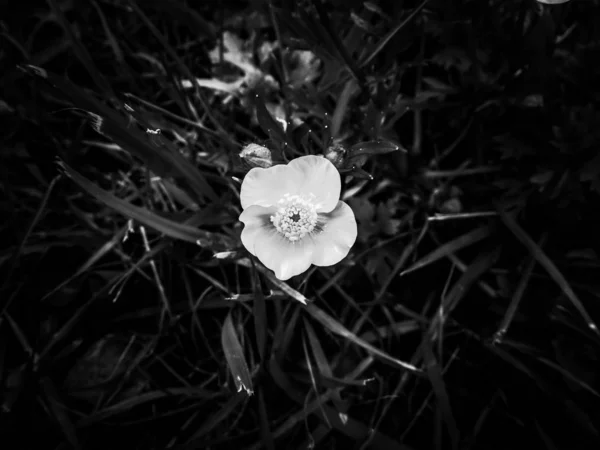 Gros plan en échelle grise d'une belle fleur isolée dans le champ d'herbe — Photo