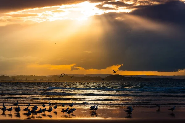 Eine Schöne Aufnahme Von Möwen Strand Mit Der Sonne Die — Stockfoto