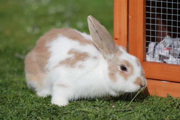 Primer plano de un conejo en un terreno herboso cerca de una jaula durante el día — Foto de Stock