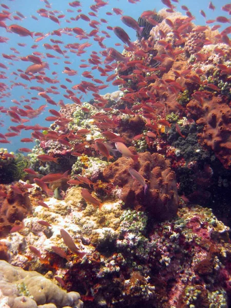 Вертикальний знімок школи червоної риби біля коралових рифів — стокове фото