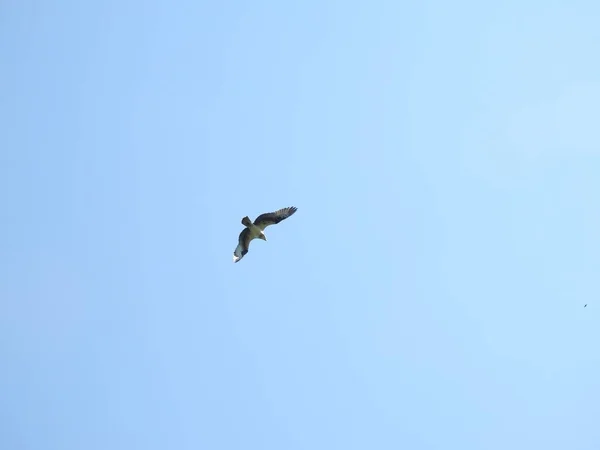 Baixo ângulo tiro de um buzzard voador sob o belo céu azul durante o dia — Fotografia de Stock