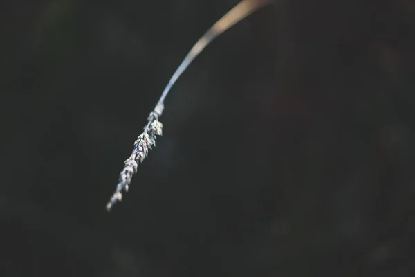 Gros plan sélectif d'une plante de blé gris sur fond noir — Photo