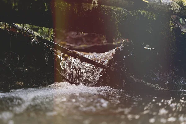 Επιλεκτική κοντινή λήψη ροής νερού μέσω κορμών και κλαδιών δένδρων — Φωτογραφία Αρχείου