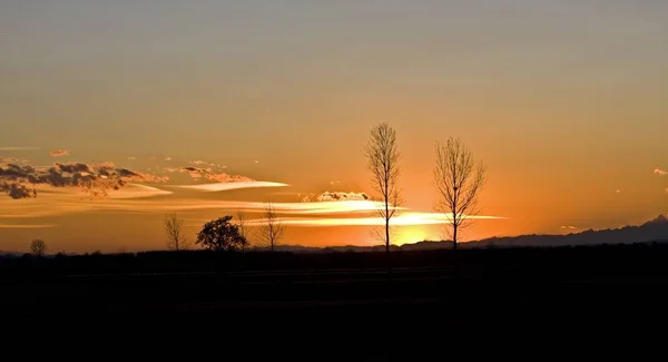 뒤에는 주황색 하늘 이 있는 잎없는 나무의 실루엣 — 스톡 사진