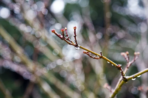 Detailní záběr větve stromu s kapkami deště a rozmazaným pozadím — Stock fotografie