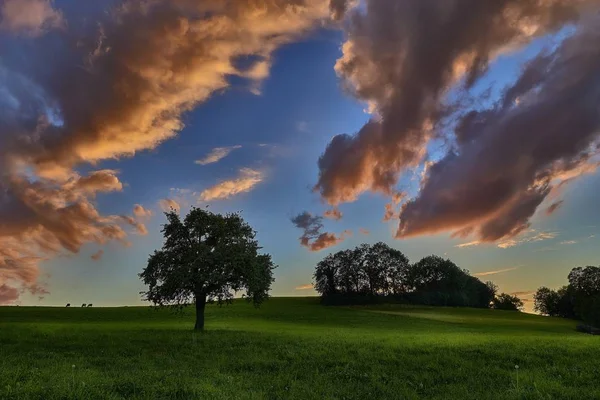 Belo tiro de uma árvore em um campo gramado abaixo de um céu nublado azul — Fotografia de Stock