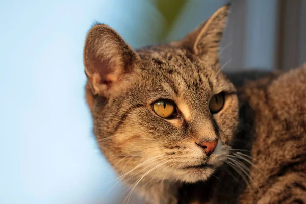 Colpo vicino di un gatto con uno sfondo sfocato — Foto Stock