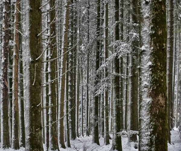 Gyönyörű lövés havas fák egy erdőben — Stock Fotó