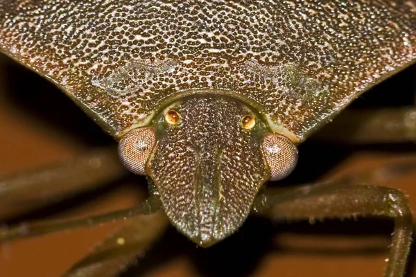 Closeup tiro de um inseto com um fundo desfocado — Fotografia de Stock