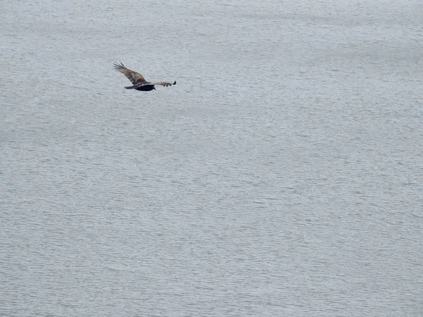 Tiro de ângulo baixo de uma grande gaivota preta voando acima do mar durante o dia — Fotografia de Stock