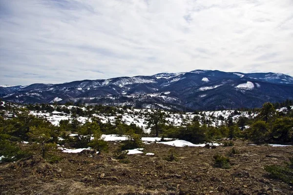 Belo tiro de árvores em um campo nevado com montanhas na distância sob um céu nublado — Fotografia de Stock