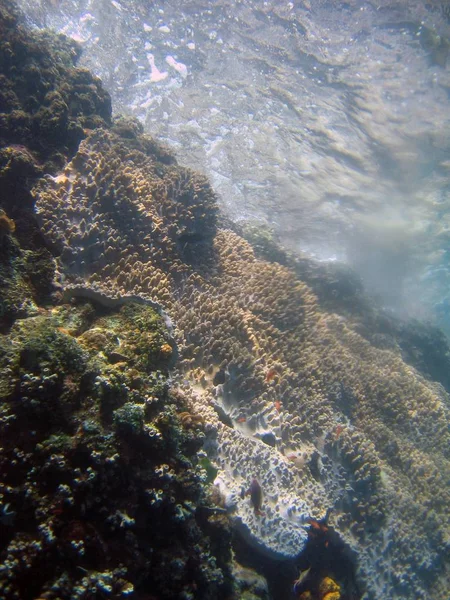 Primo piano verticale di una bellissima barriera corallina marrone sott'acqua — Foto Stock