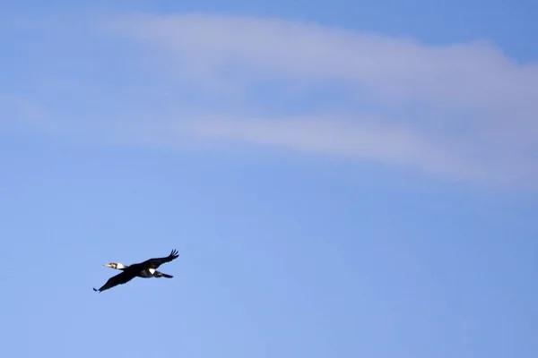 푸른 하늘을 배경으로 날으는 새 의아름다운 사진 — 스톡 사진