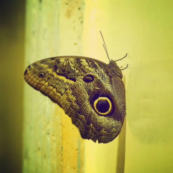 Primer plano de una hermosa mariposa en una pared amarilla —  Fotos de Stock