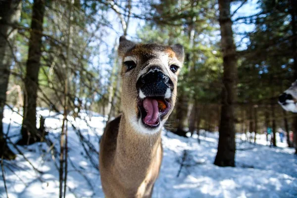 Selektywne zbliżenie brązowego jelenia w lesie — Zdjęcie stockowe